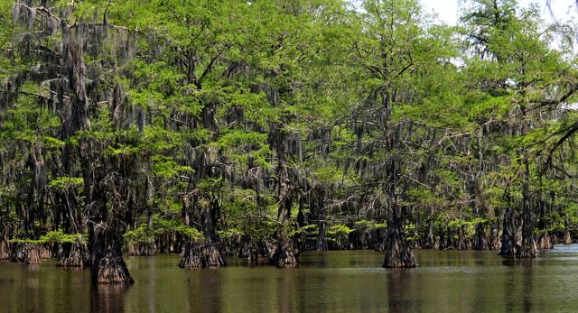 Caddo Lake State Park